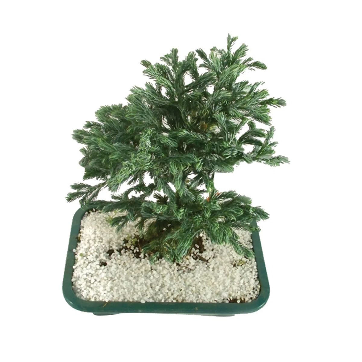 Muda Bonsai Jovem Vaso de Plastico Caixa Veiling Holambra