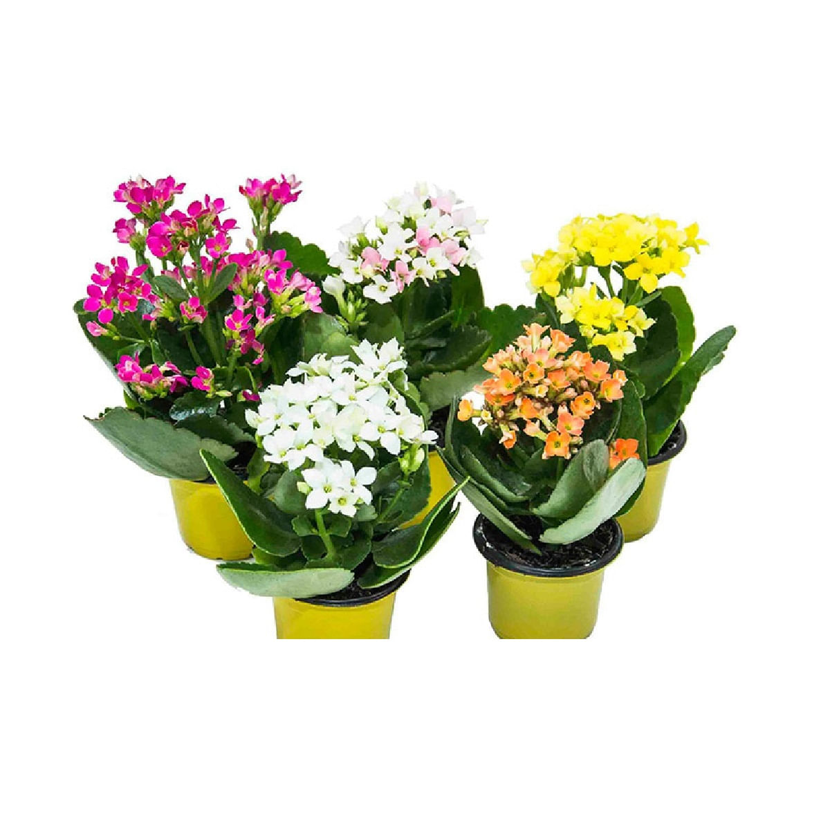 Flor Kalanchoe Mini Pote 6 Sortido