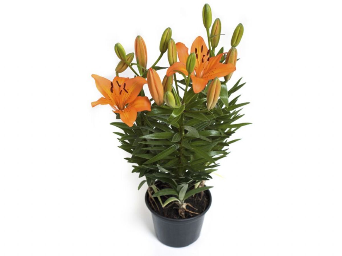 Flor Lirio Orange Pixie Pote 13