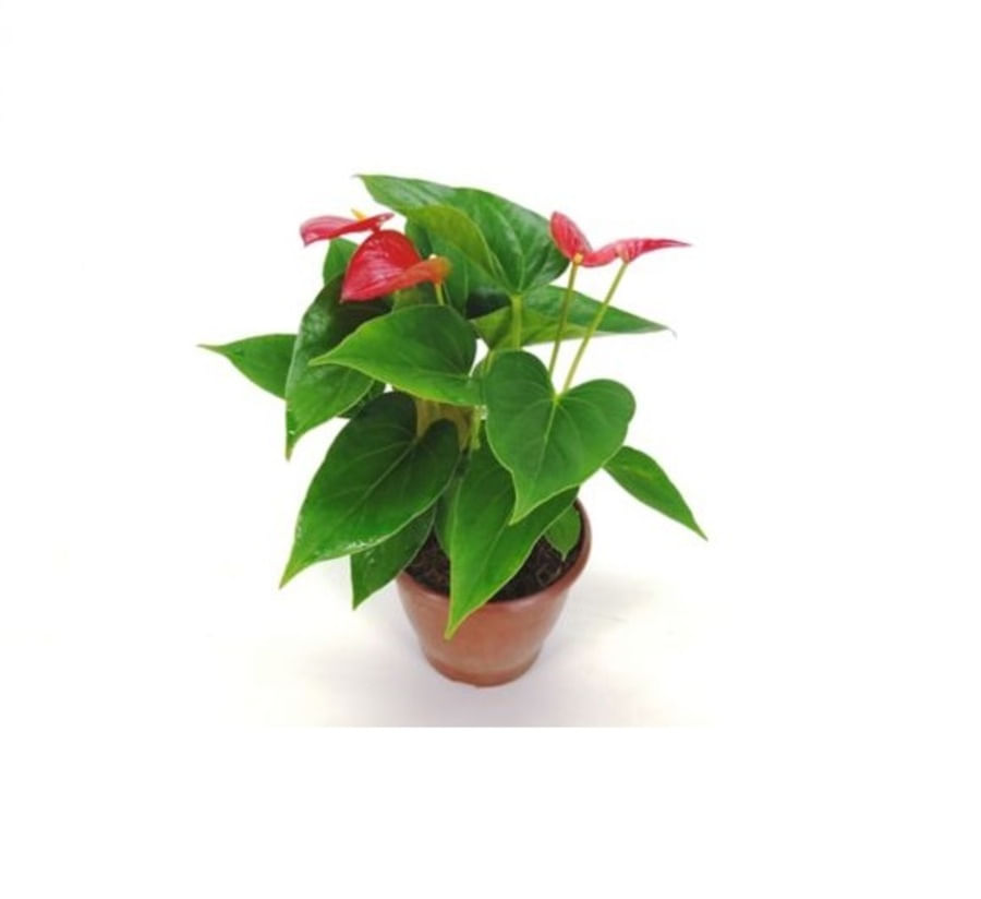 Anthurium Variado Pote 17