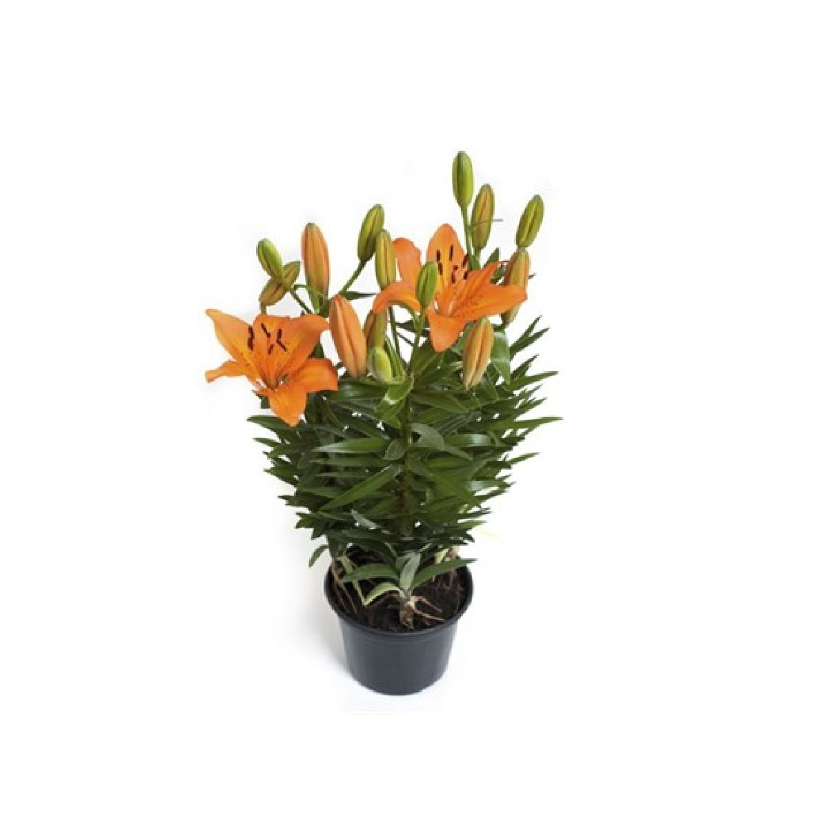 Flor Lirio Orange Pixie Pote 15