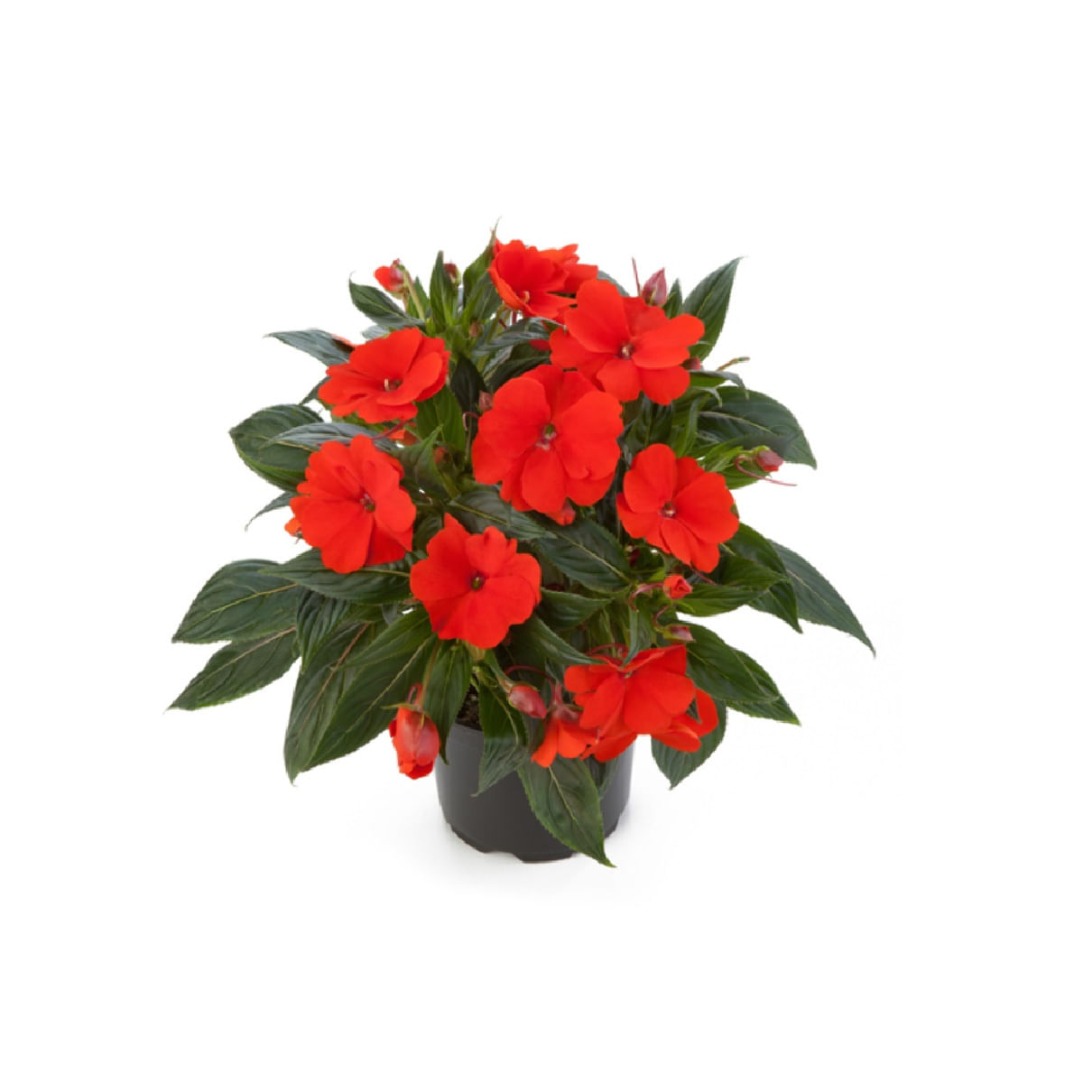 Flor Impatiens P13