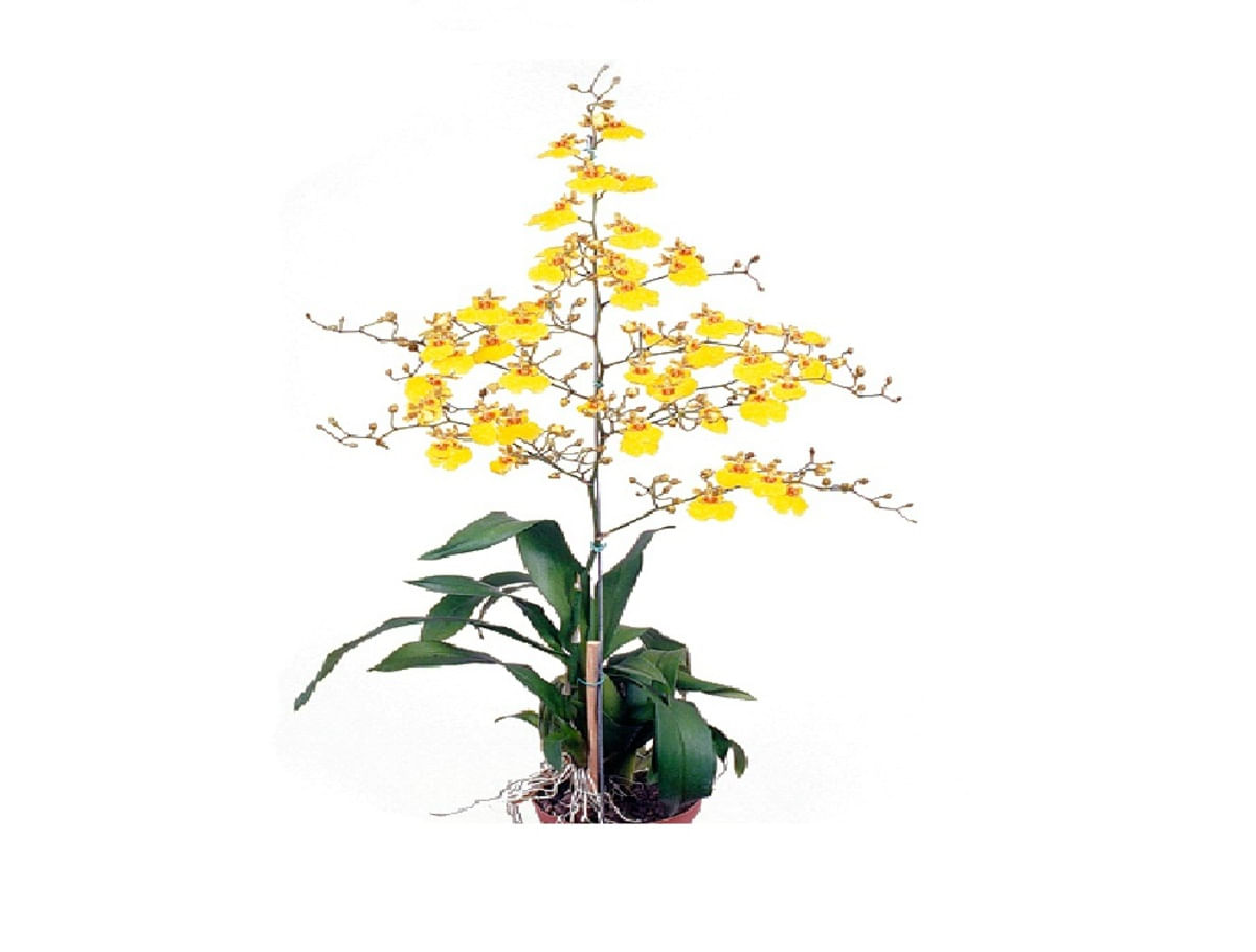 Orquídea Oncidium Pote 15 Veiling Holambra