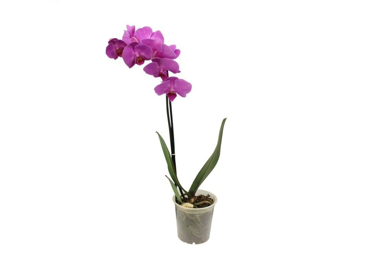 Orquídea Phalaenopsis Coração Pote 12