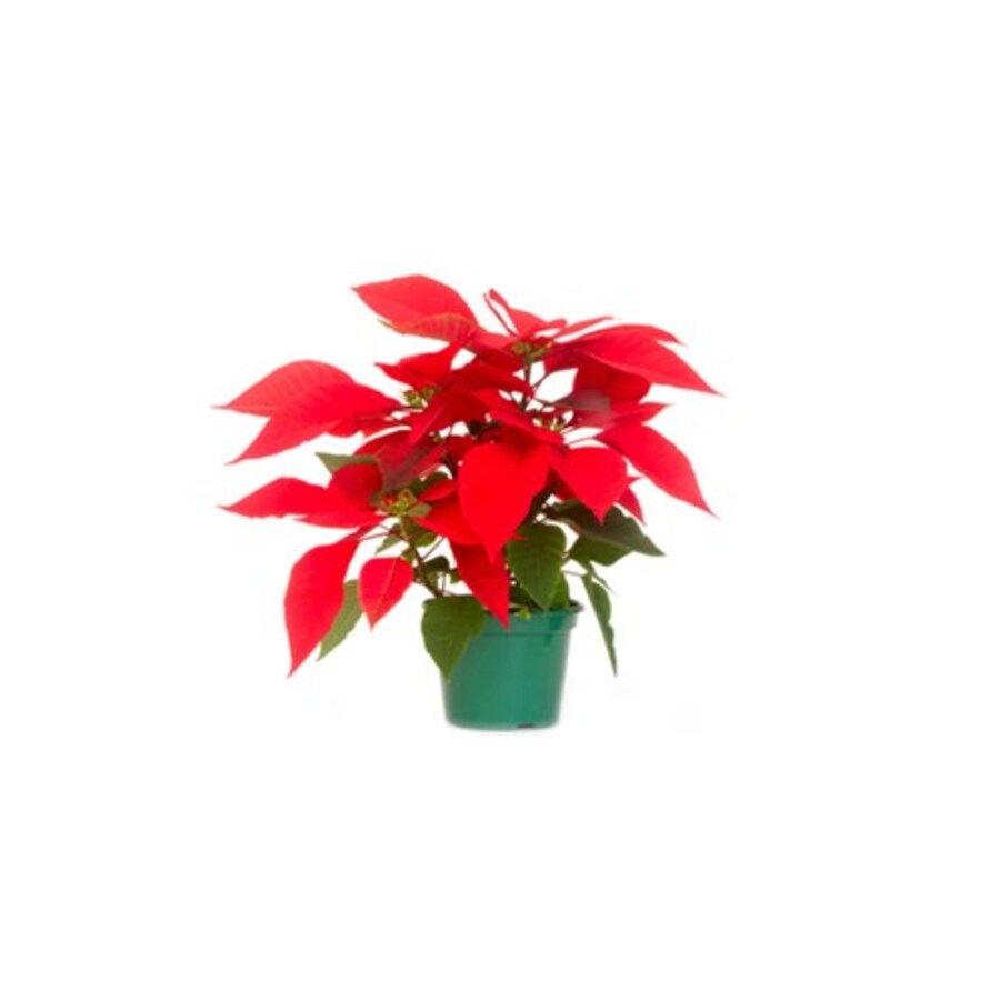 Flor Poinsetia Vermelha Pote 6