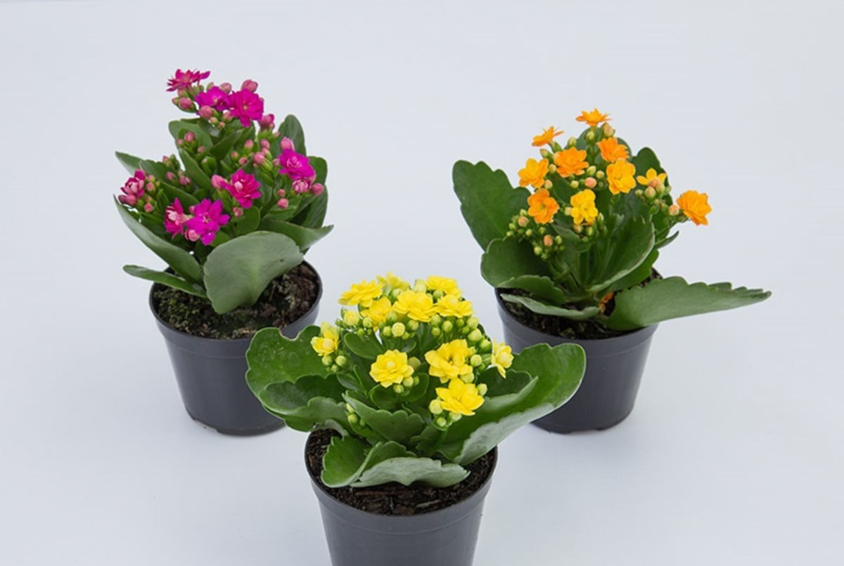 Flor Kalanchoe Dobrado Mini Pote 9