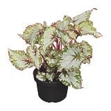 Planta Beleafs Veiling Holambra