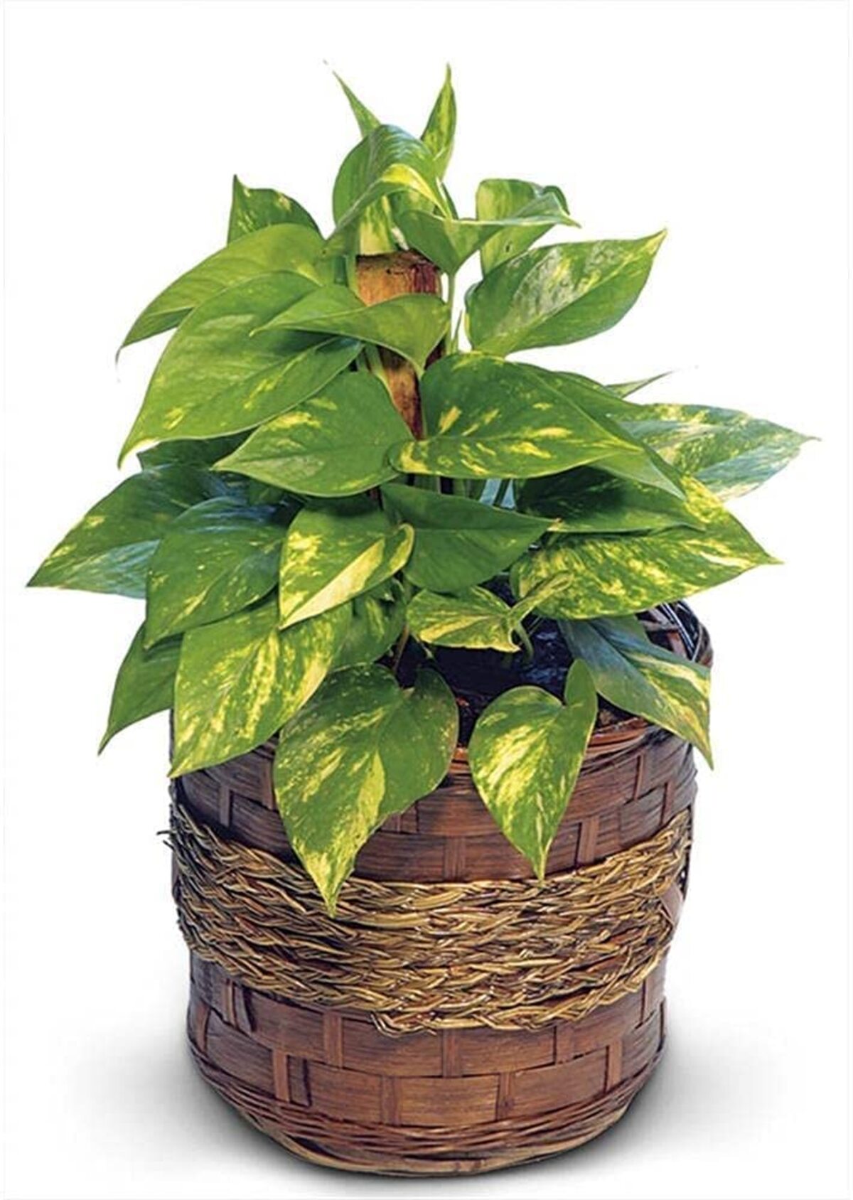 Planta Artificial Jiboia Verde Holambra Cuia 21