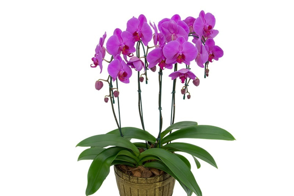 Orquídea Phalaenopsis Tina Pote 23 Decorado