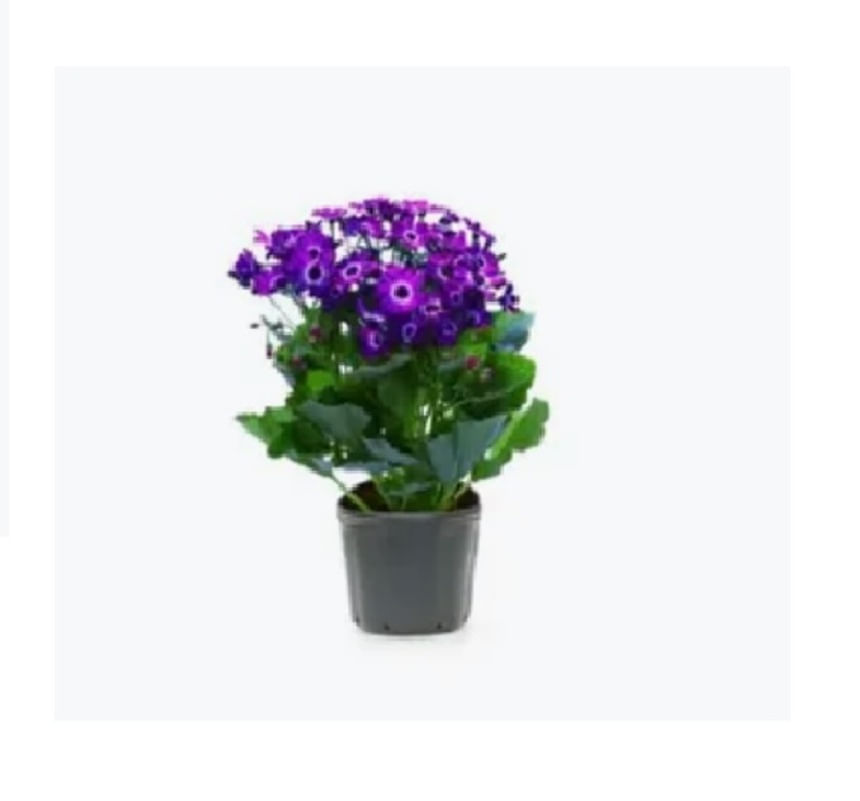 Flor Cineraria Pote 14