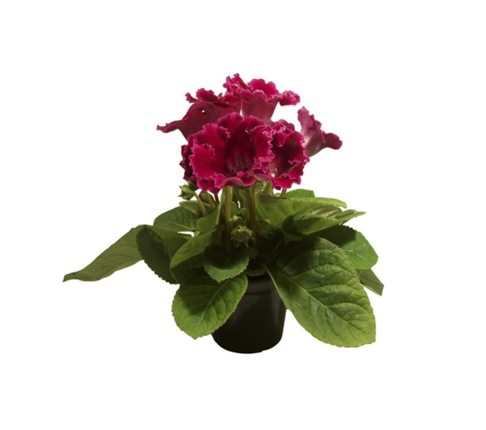 Flor Gloxinia Pote 14