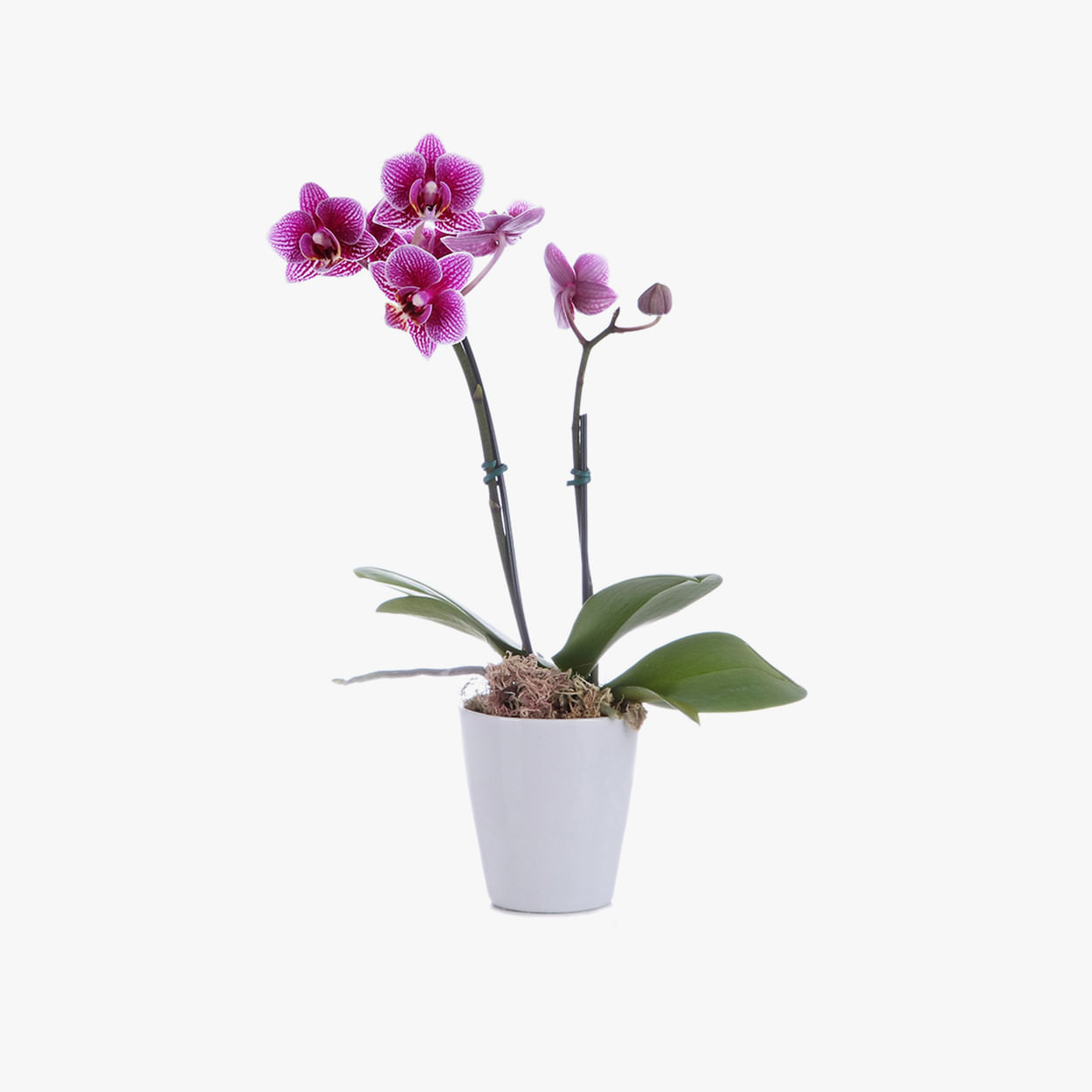 Orquídea Phalaenopsis Mix Pote 6