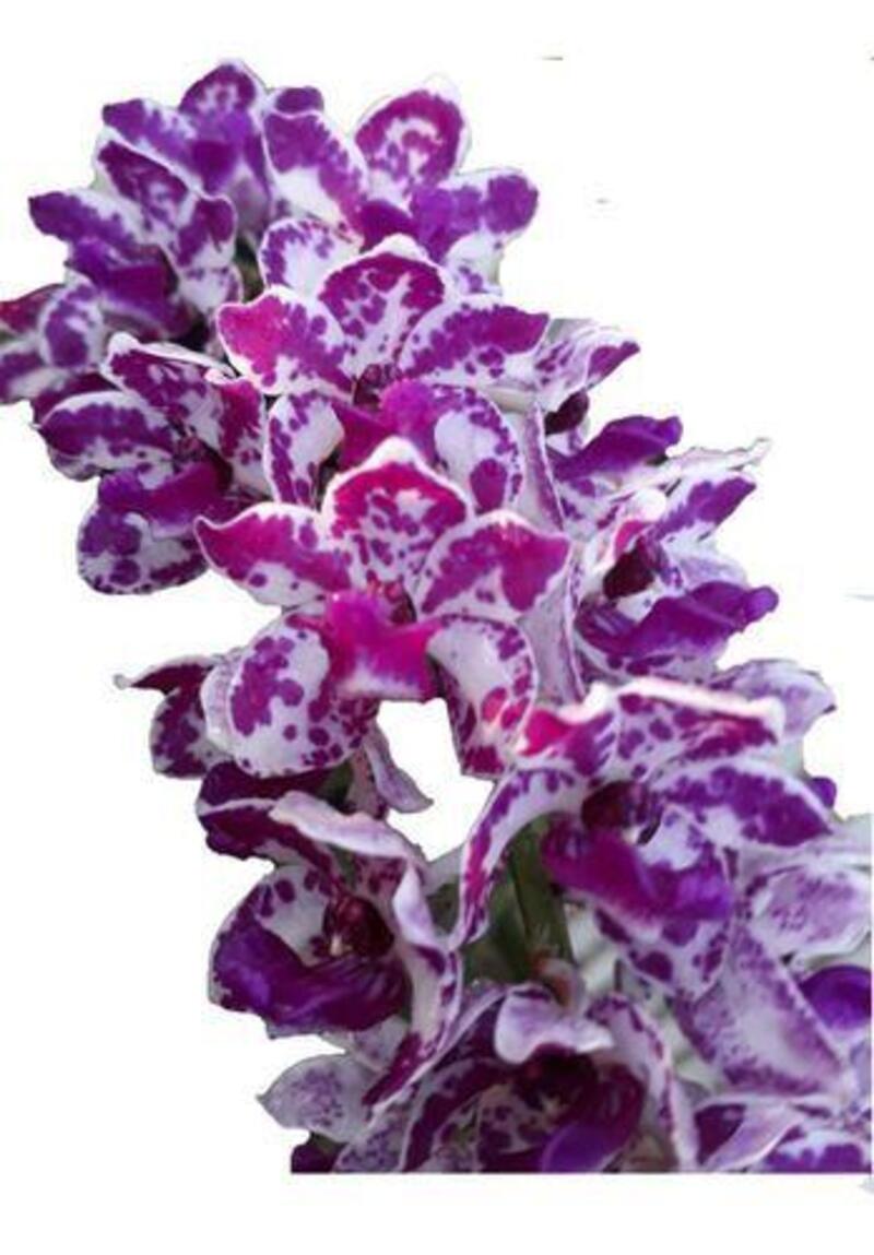 Orquídea Rhynchostylis