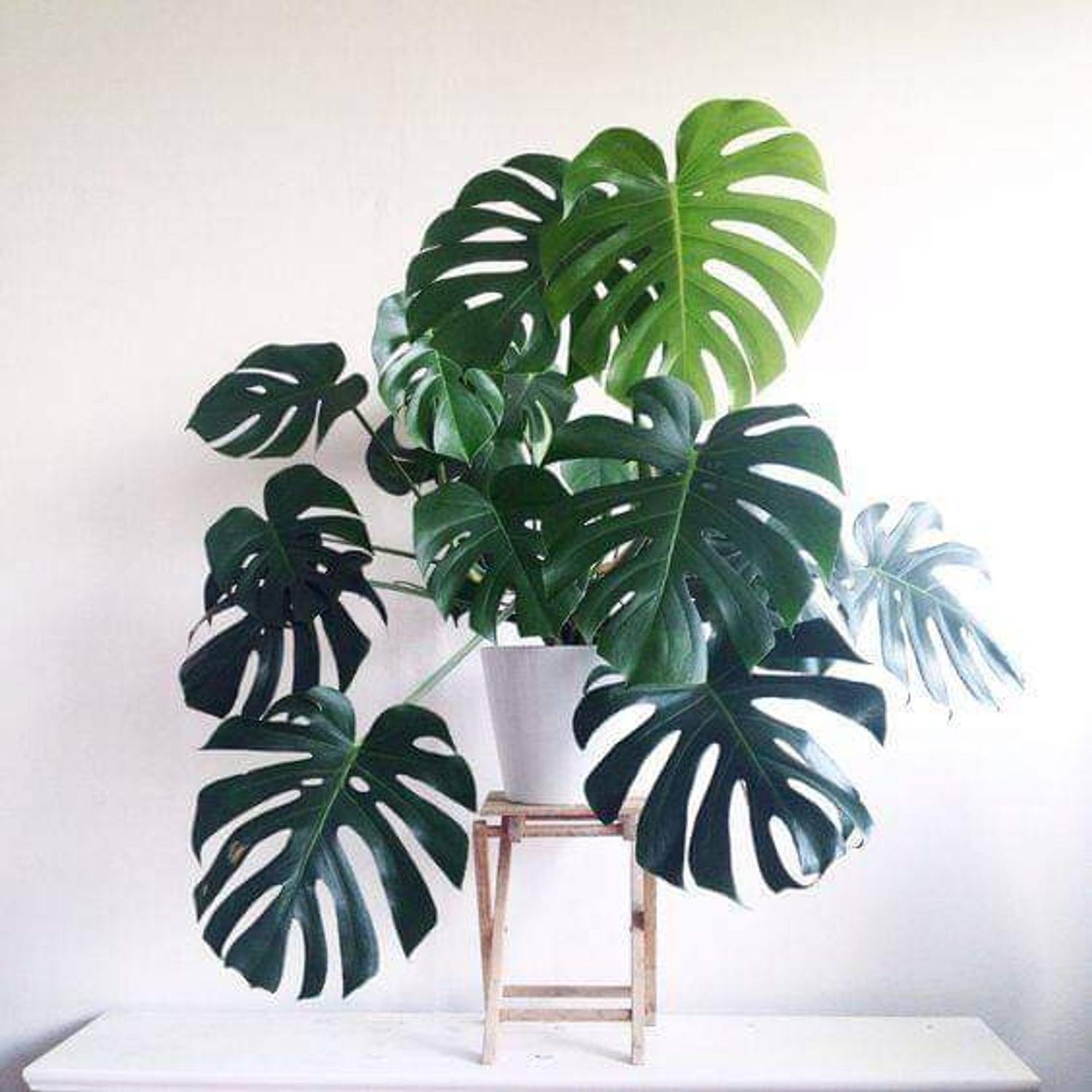 Monstera Costela De Adao PT24