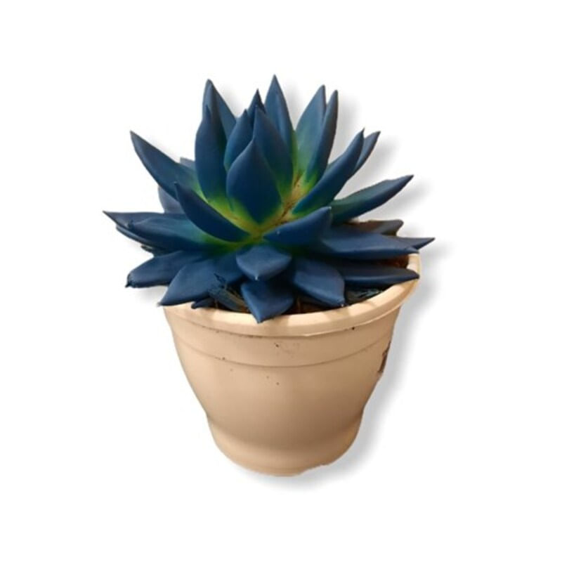 Muda Suculenta Echeveria Colours Pote 11