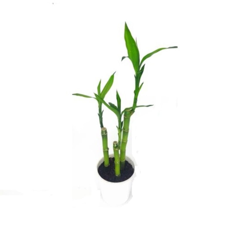 Muda Dracena Lucky Bamboo Pote 12