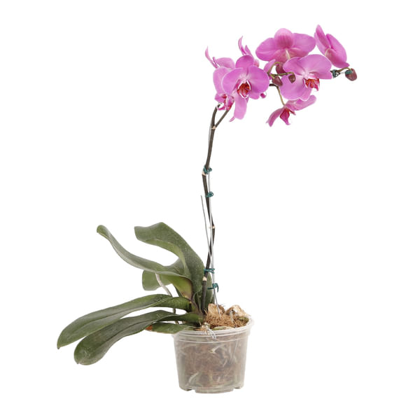 Orquídea Phalaenopsis Pote 16