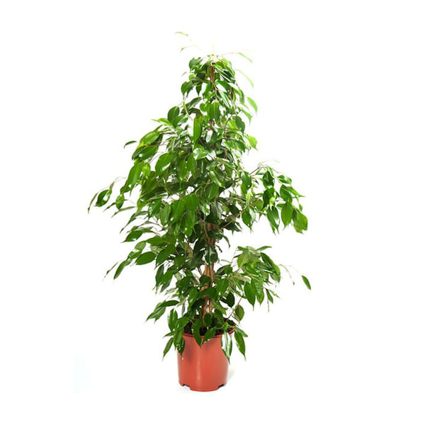 Muda Ficus Benjamina Pote 24