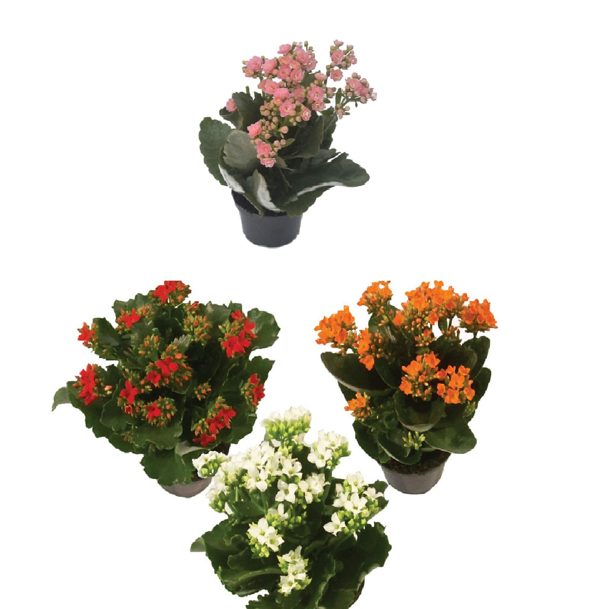 Flor Kalanchoe Pote 11 Variadas Veiling Holambra