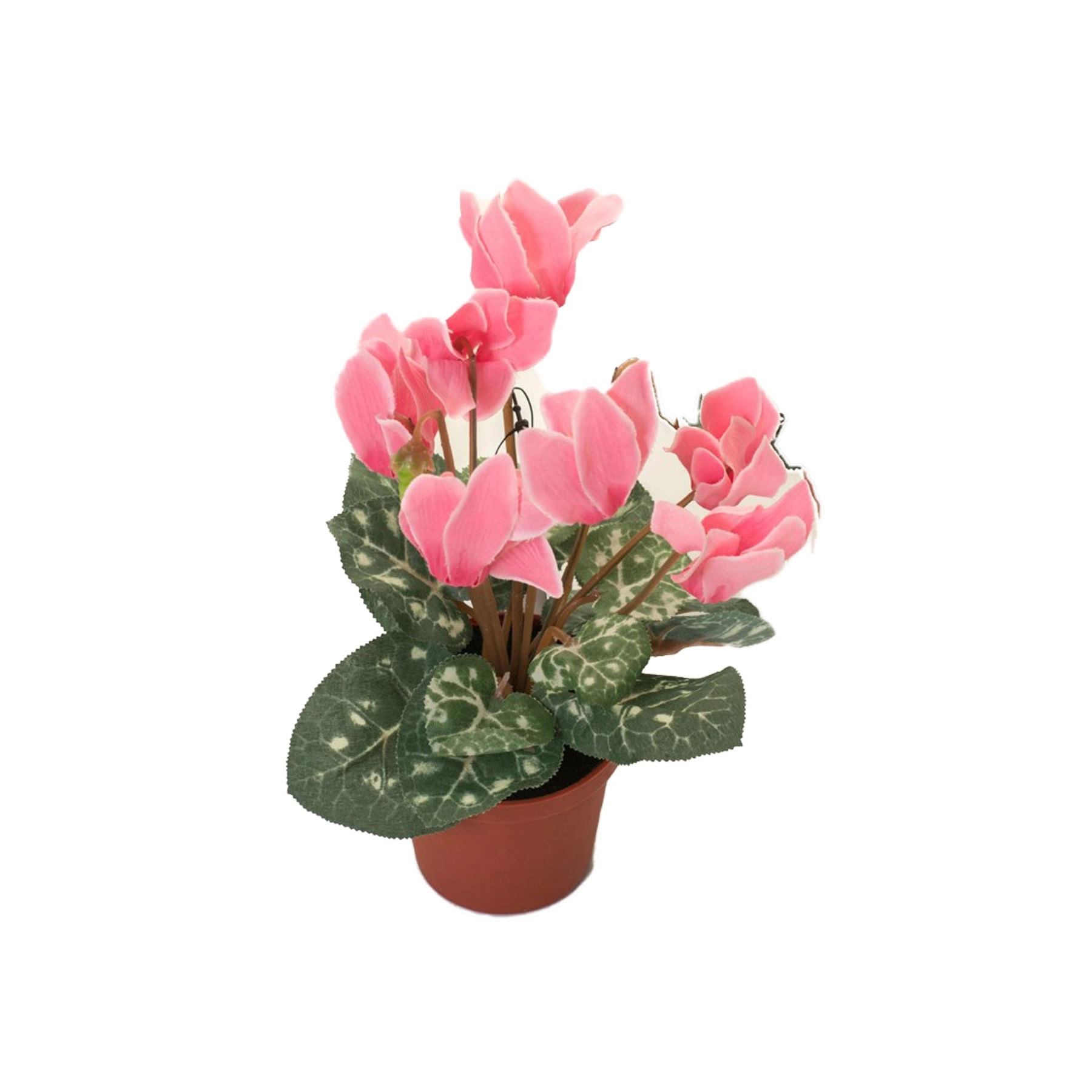 Flor Ciclamen Mini Pote 11