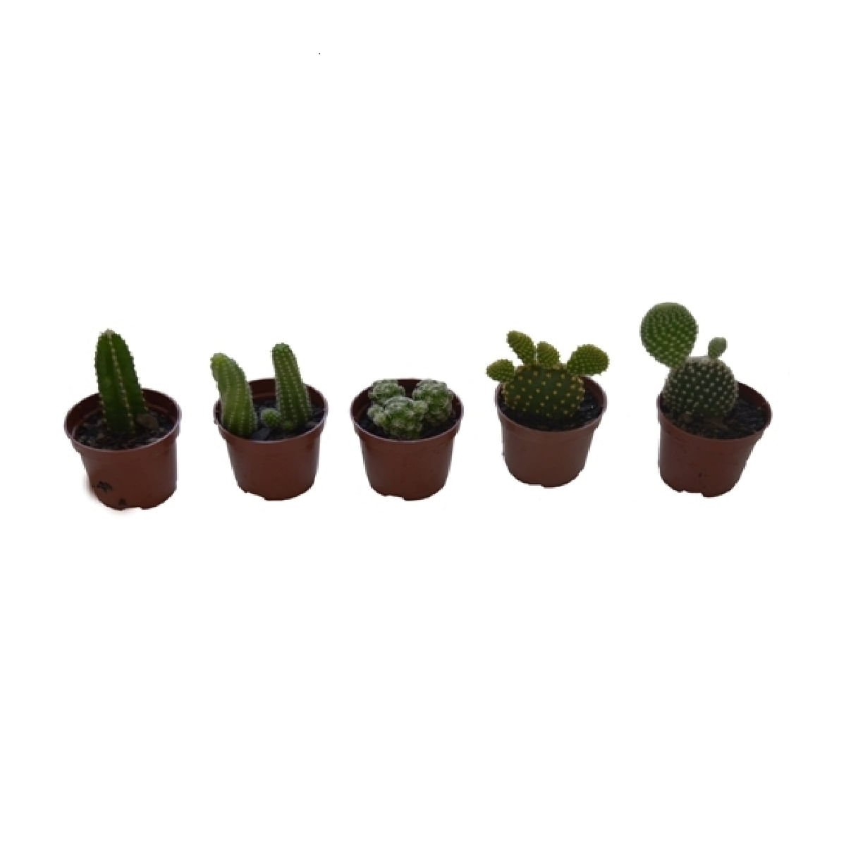 Muda Cactus Mini Pote 6 Ornamental Veiling Holambra