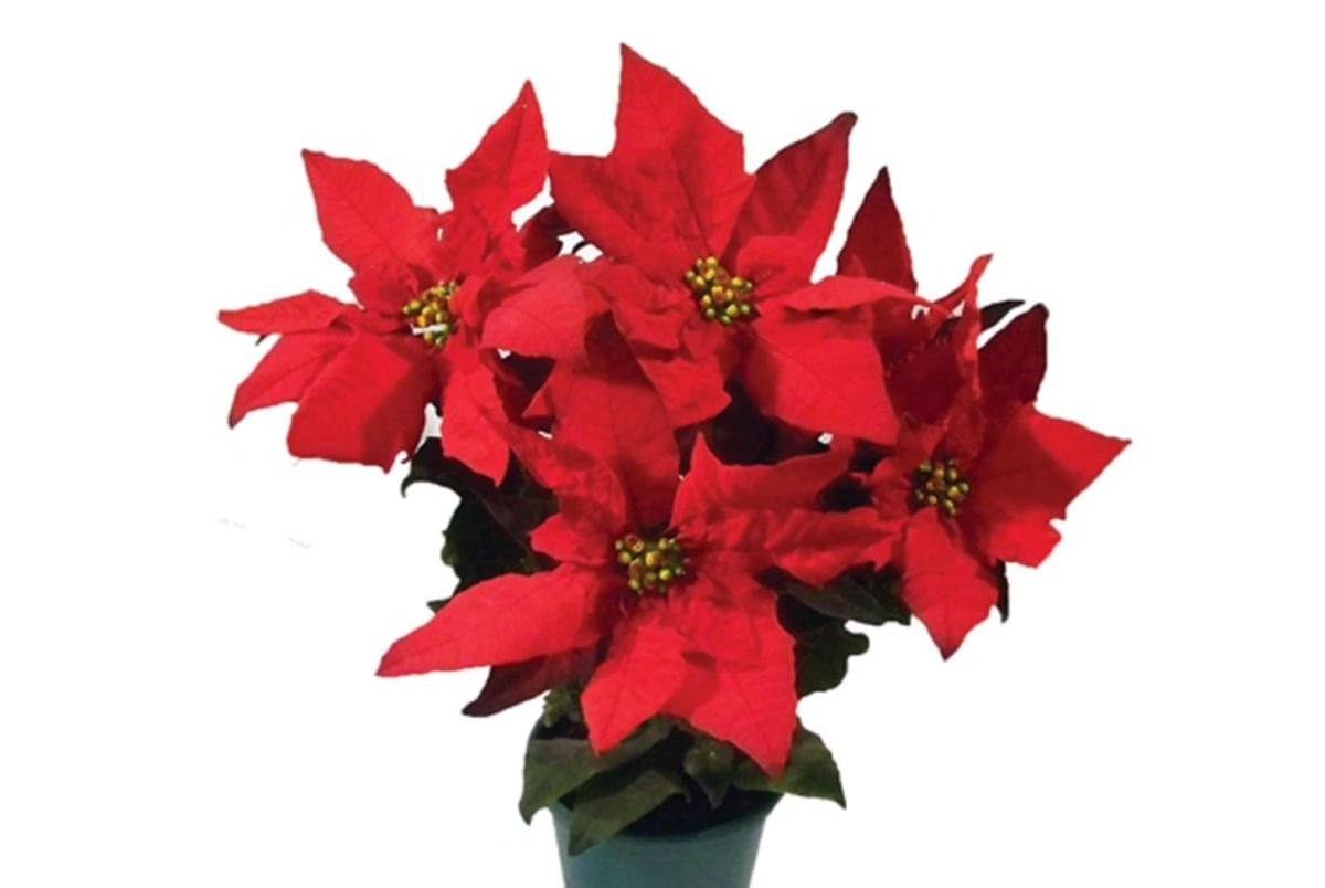 Flor Poinsetia Vermelha Pote 14