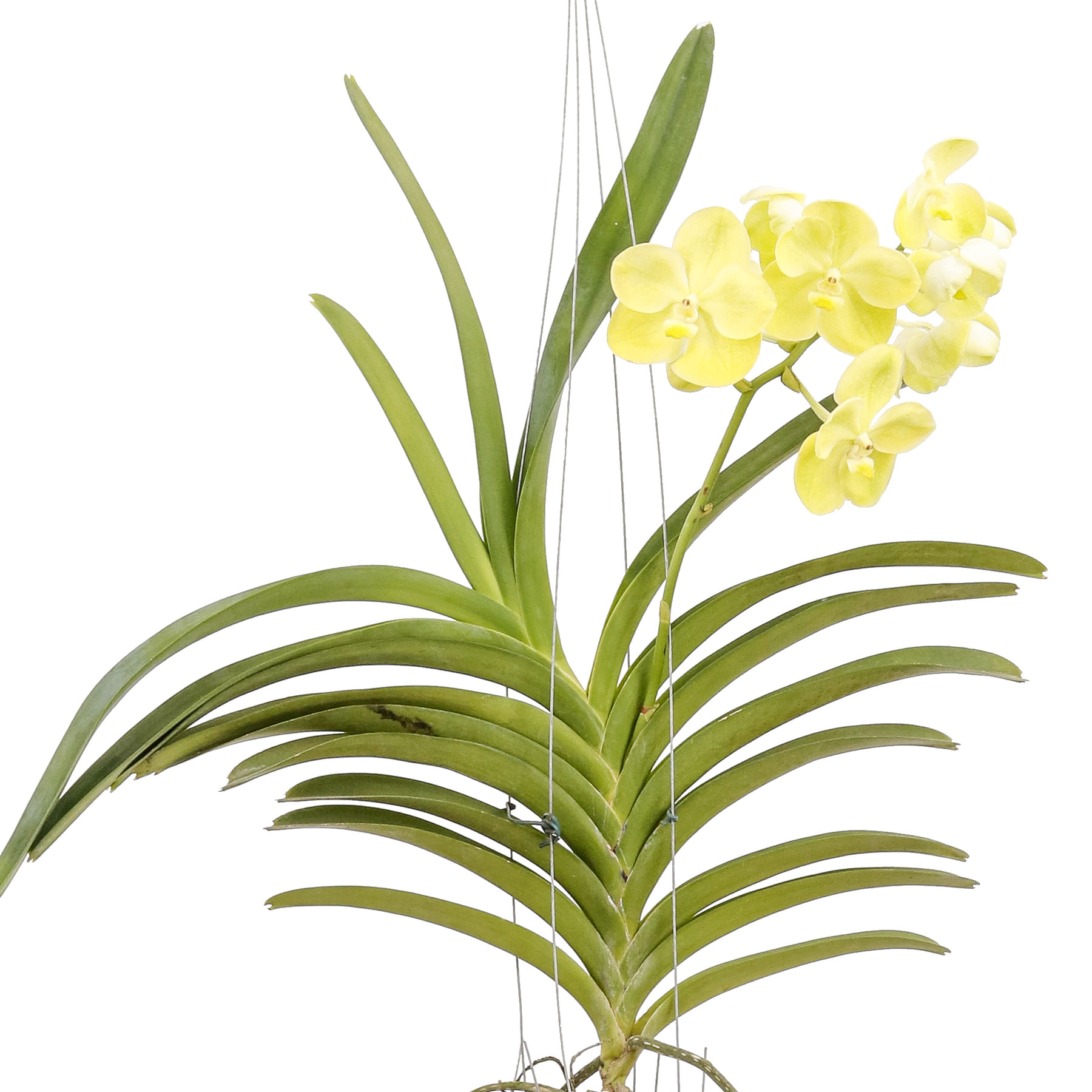 Flor Orquidea Vanda 1 Aste