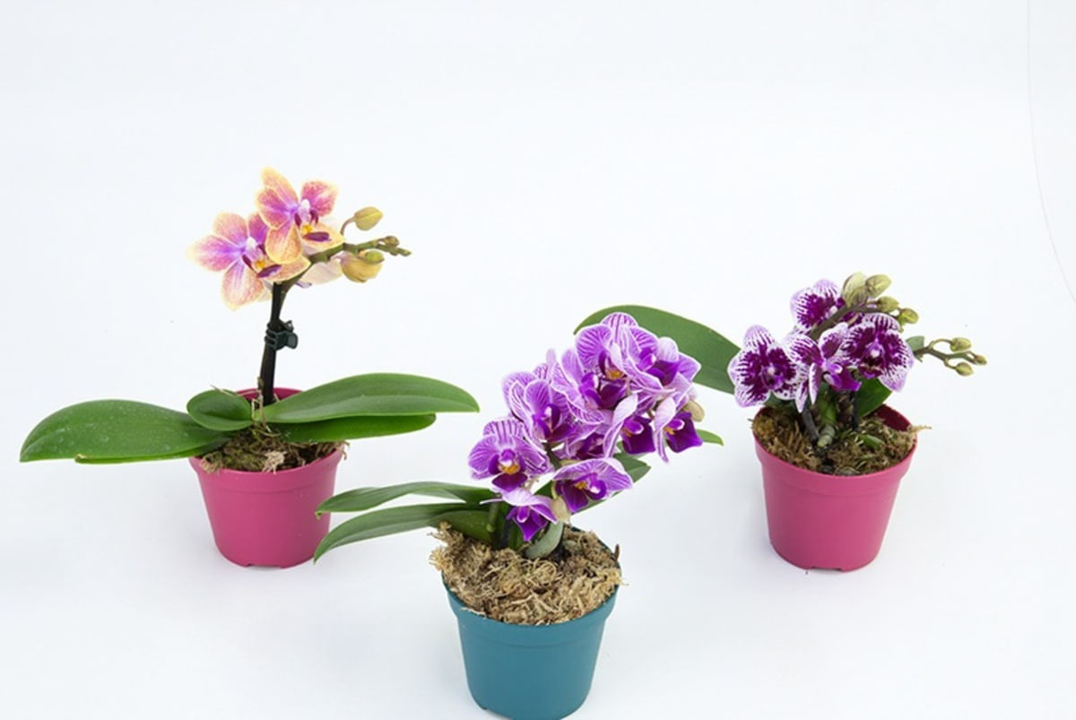 Orquídea Phalaenopsis Mini Pote 6