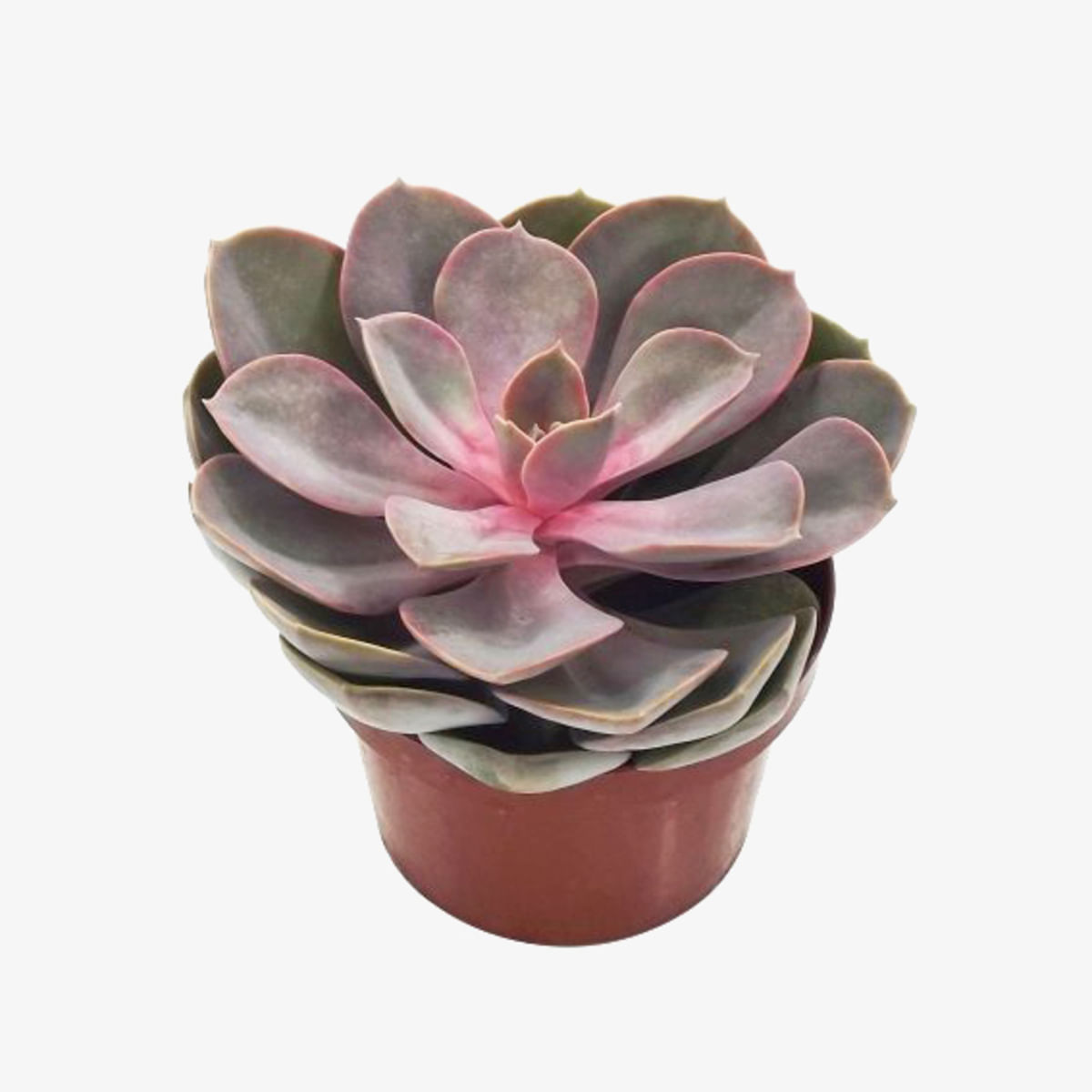 Muda Suculenta Echeveria Pote 11