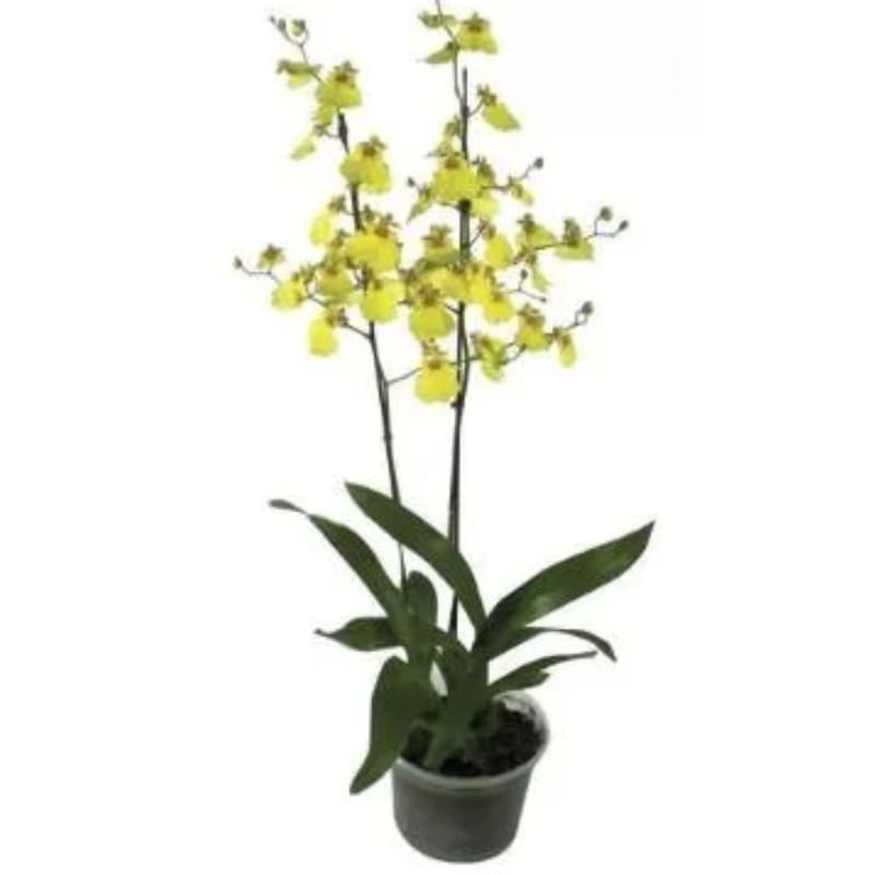 Flor Orquídea Oncidium Aloha Pt12