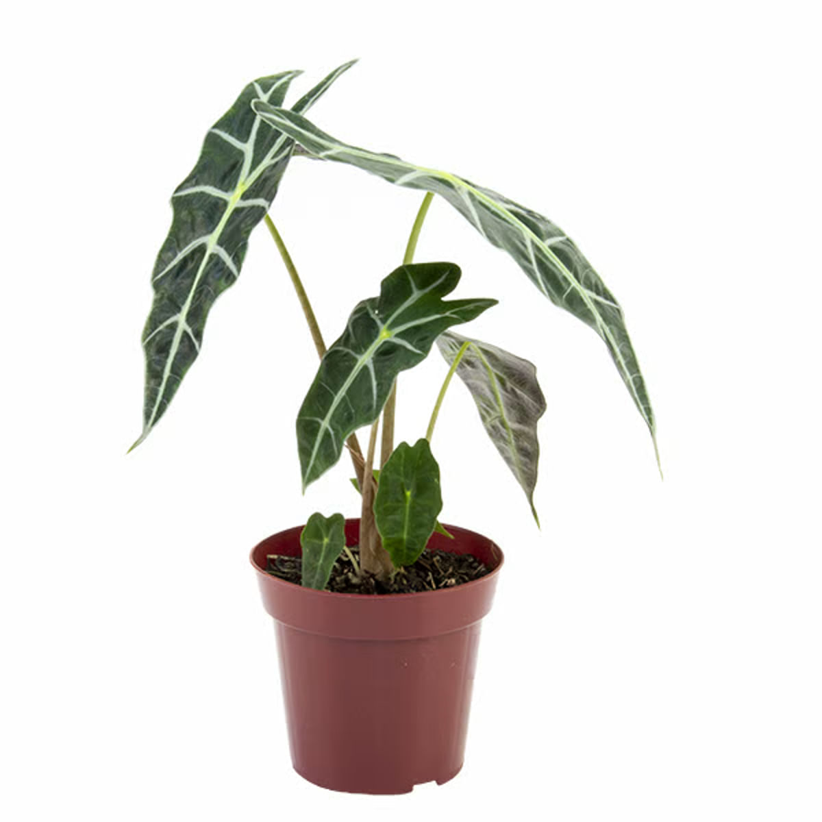 Muda Alocasia Polly Pote 12