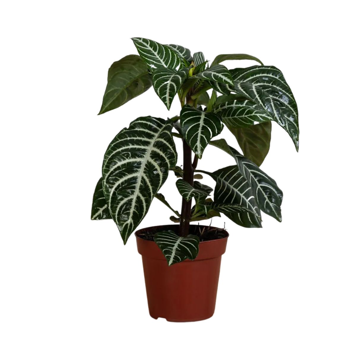 Aphelandra Pote N15