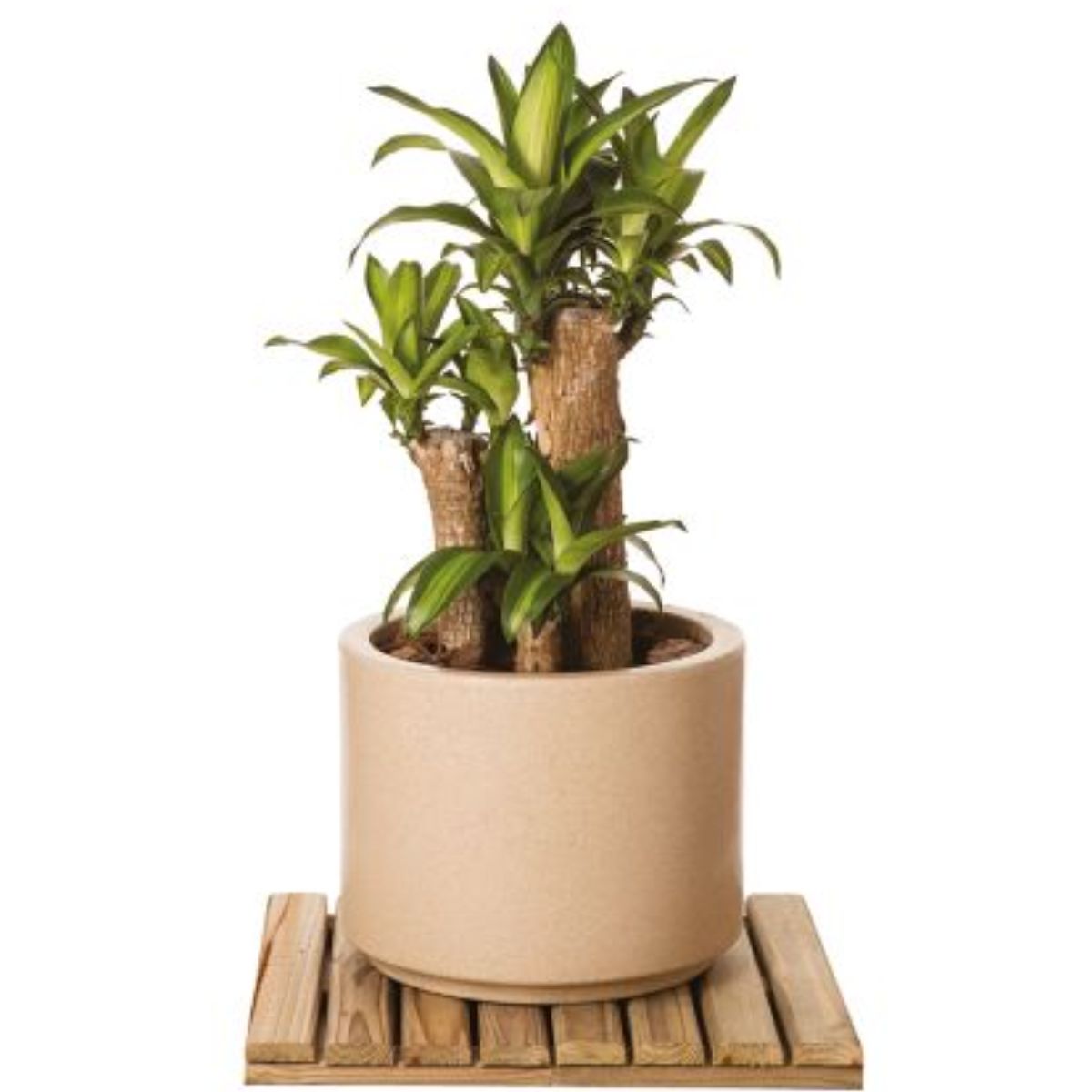 Muda Dracena Massangena Pote 30