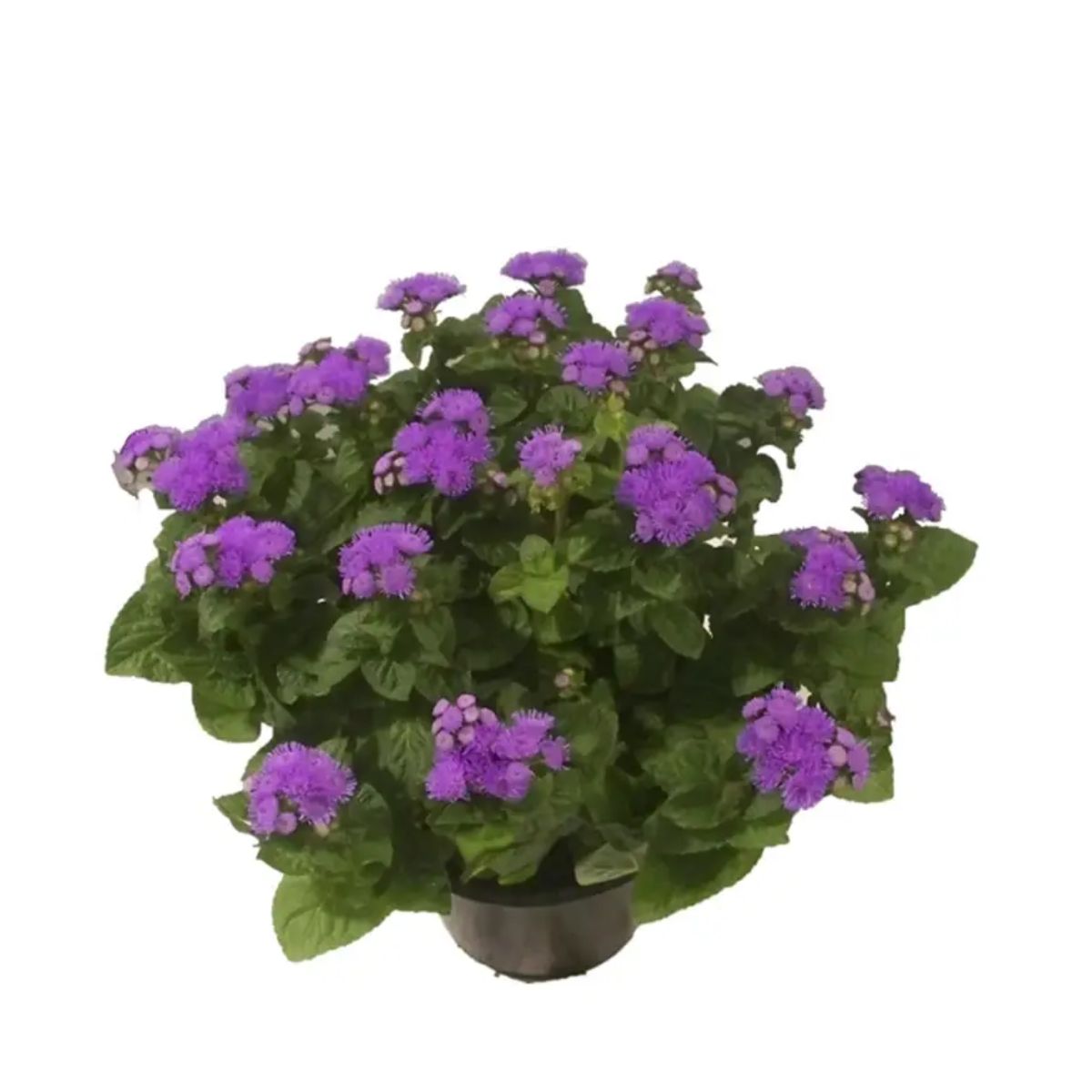 AGERATUM P14