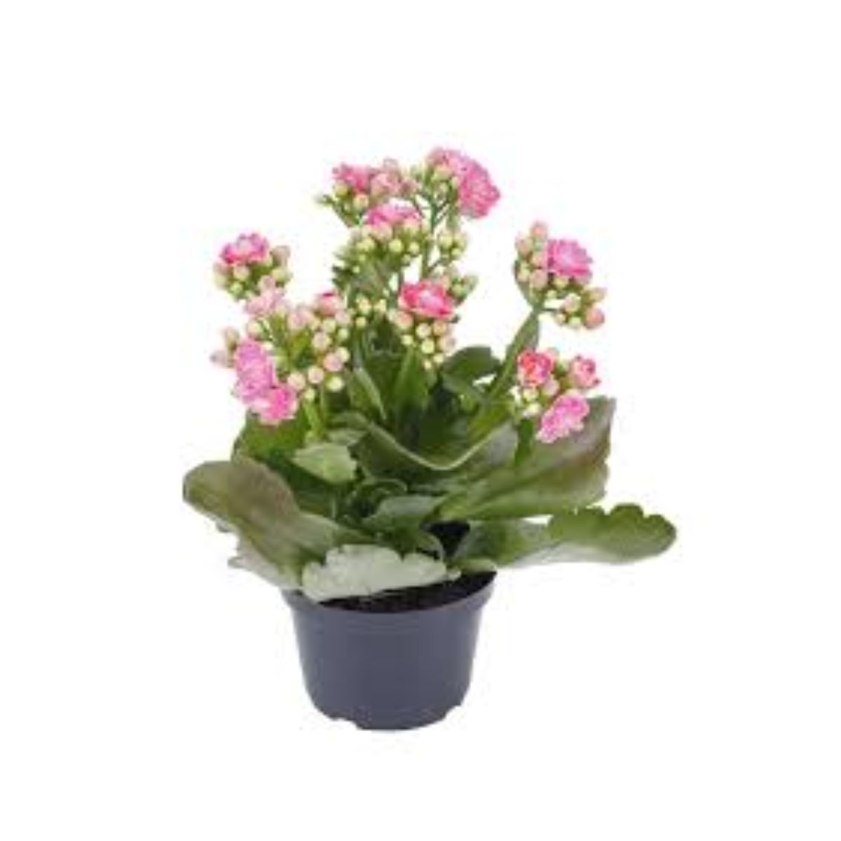 Kalanchoe Dobrado Paixoes Pote 11