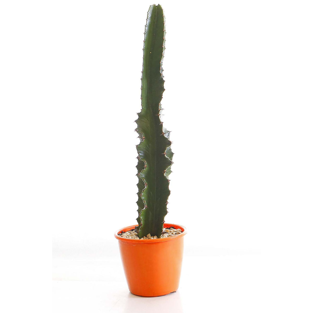 Muda Cactus Euphorbia Mandacaru Pote 19