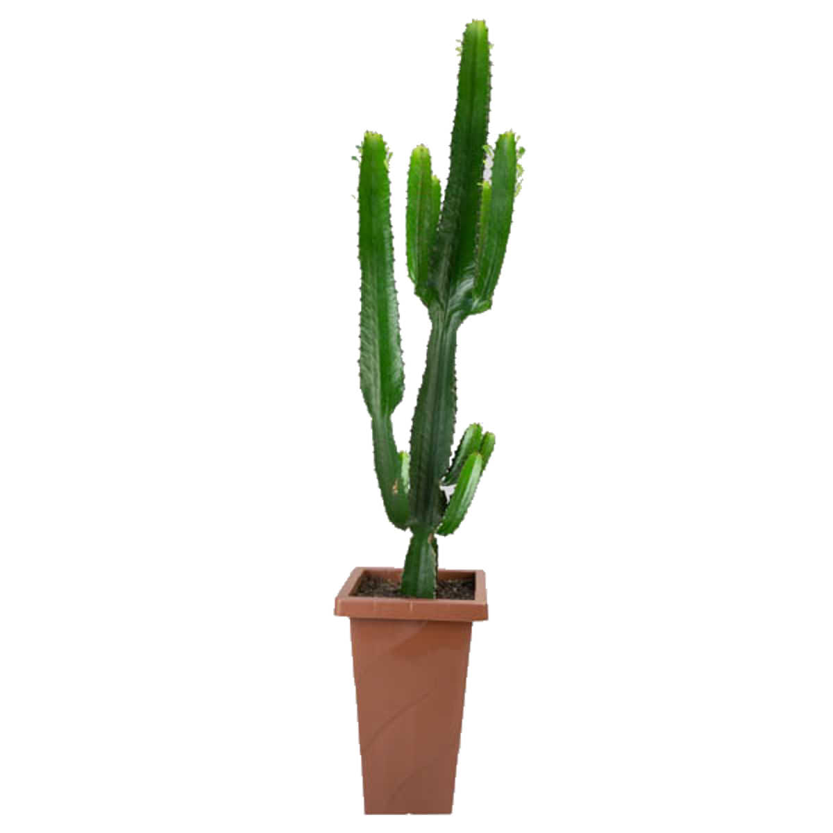 Muda Cactus Euphorbia Mandacaru Pote 30