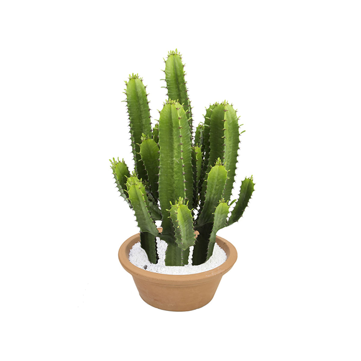 Muda Cactus Euphorbia Mandacaru Cuia 32 Variado