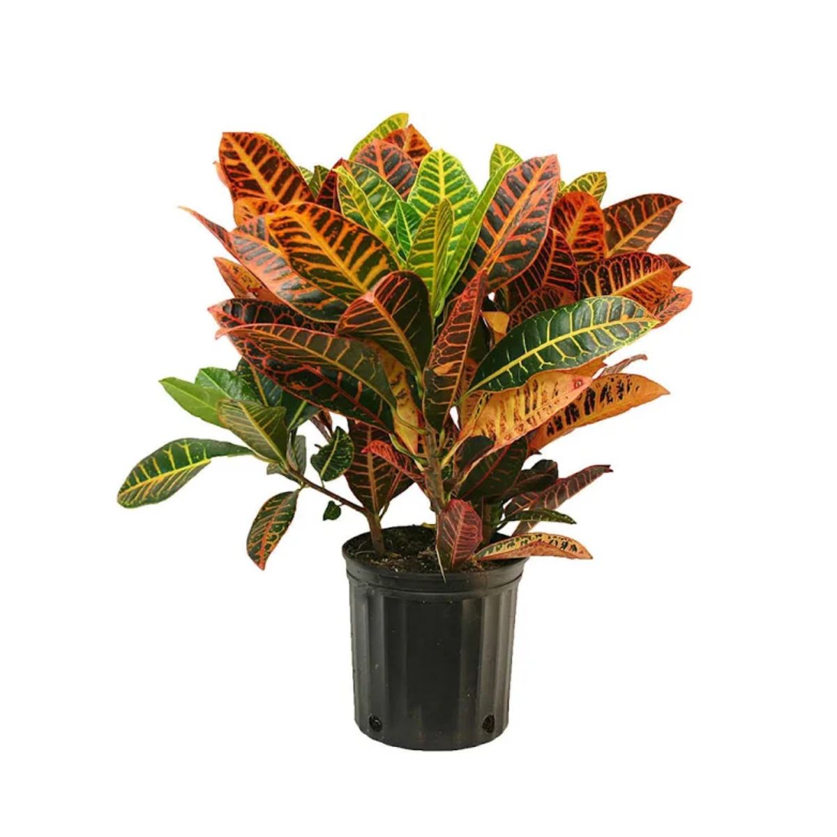 Croton Hibrido Variado P19