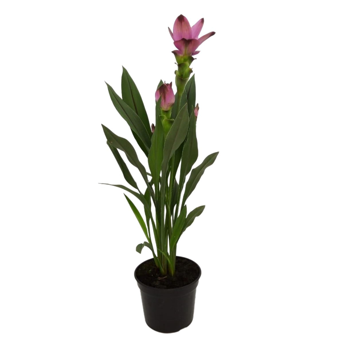 Curcuma P15