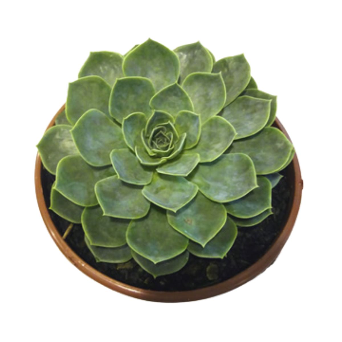 Muda Suculenta Echeveria Cuia 21