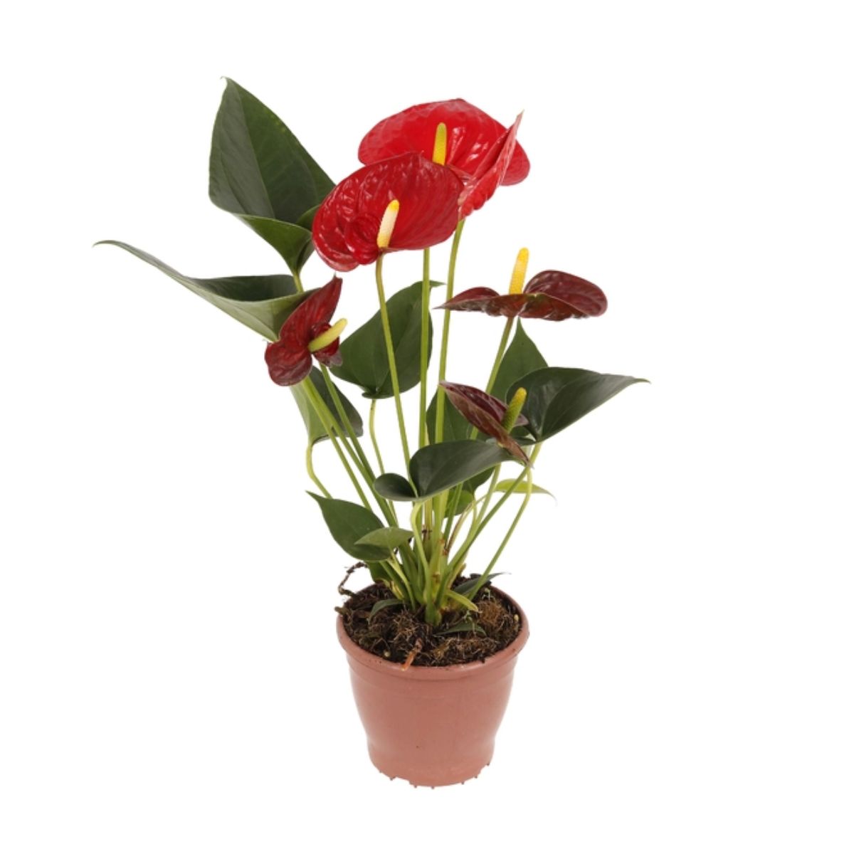 Flor Anthurium Dakota P17