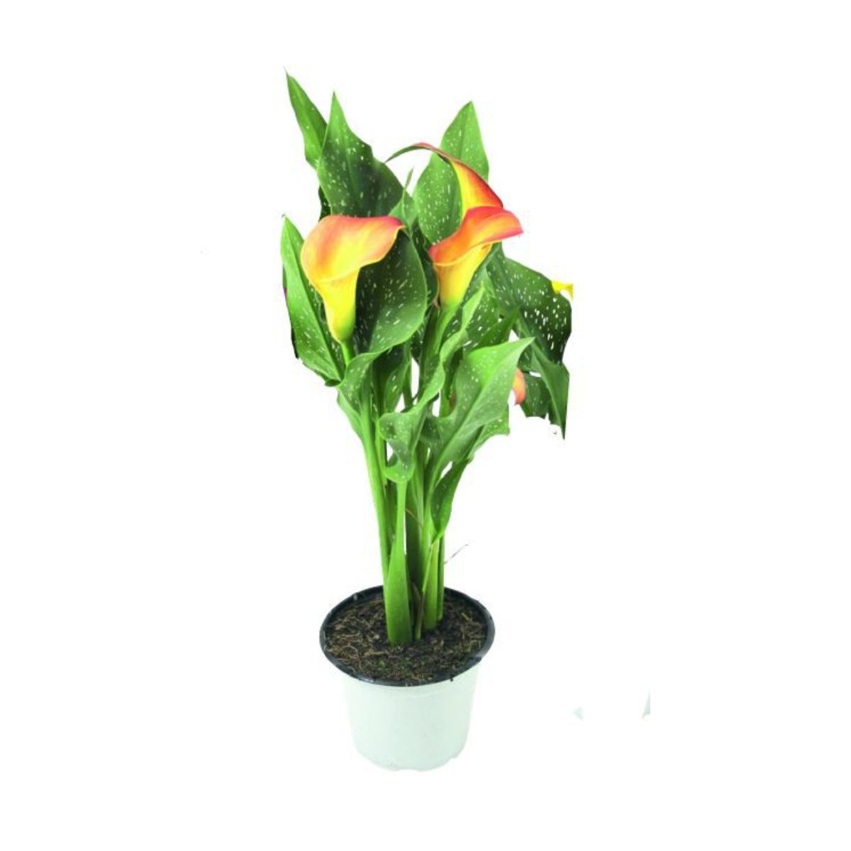 Flor calla colorida Cooperativa Veiling Holambra Pote 15