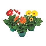 Flor Gerbera Pote 14 Veiling Holambra