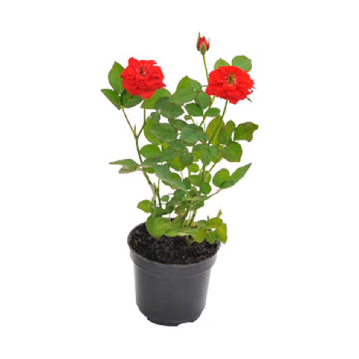 Flor Hibisqs P15