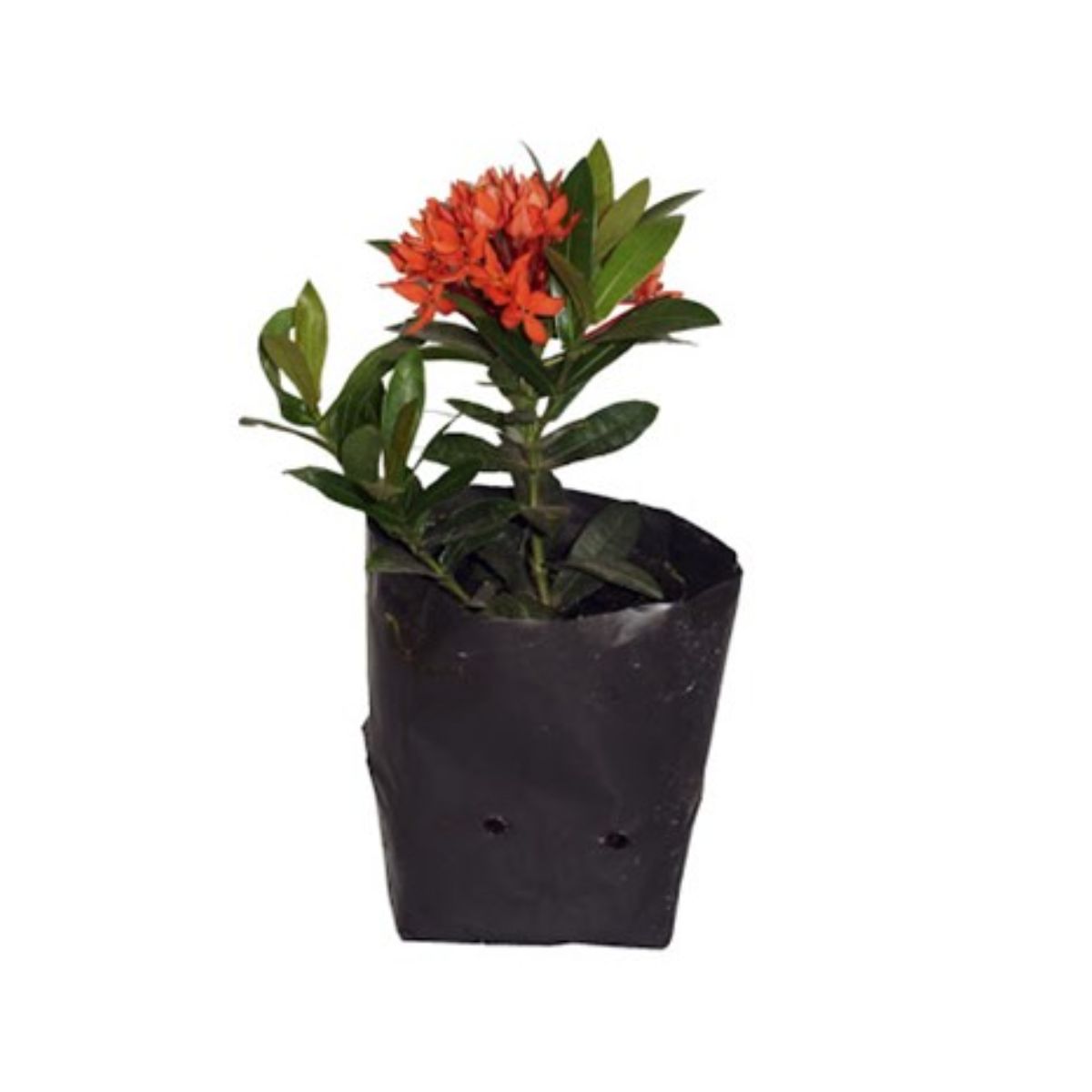 Flor Ixora Mini Vermelho Sac 30