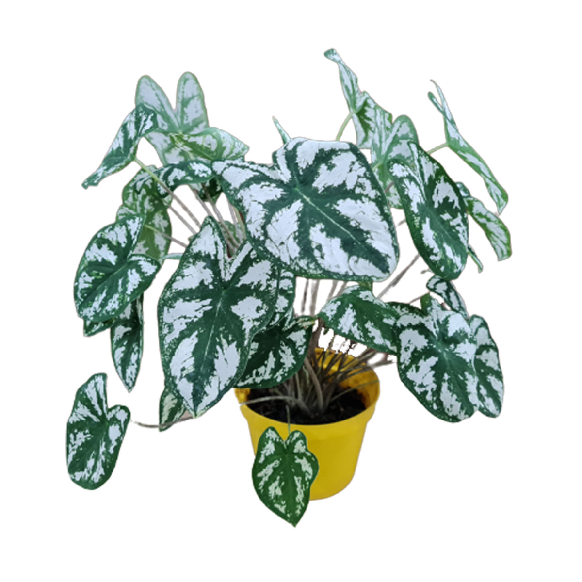 Muda Caladium Mini White Green Pote 11