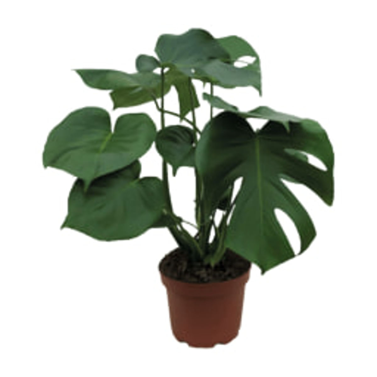 Muda Monstera Deliciosa Pote 23