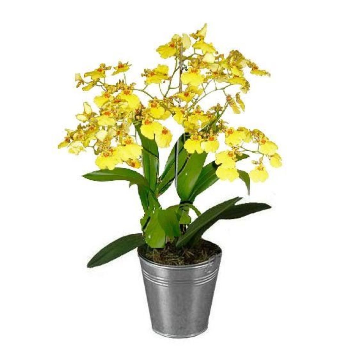 Orquídea Oncidium Decorado Pote 14