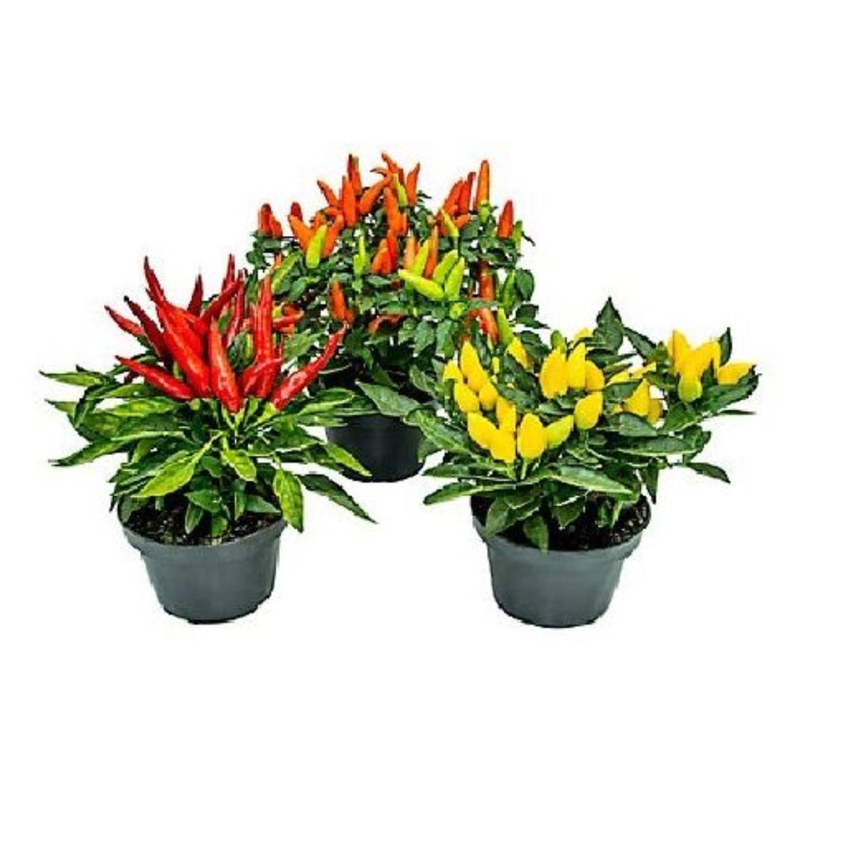 Pimenta Ornamental Pote N11